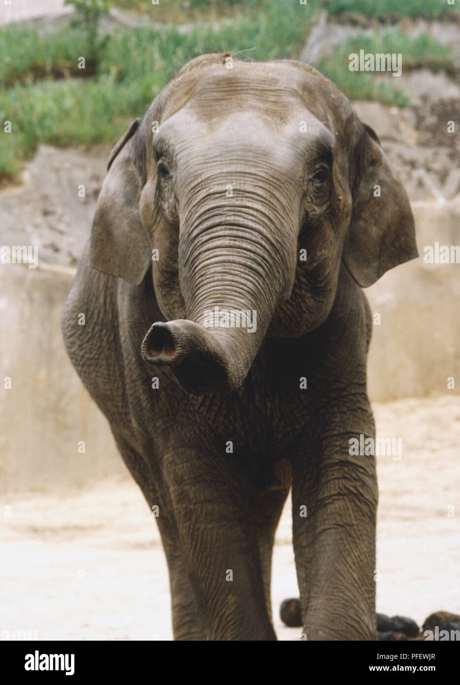 Afrikanischer Elefant in einem Gehäuse Punkten seinen Rüssel in Richtung der Kamera. Stockfoto