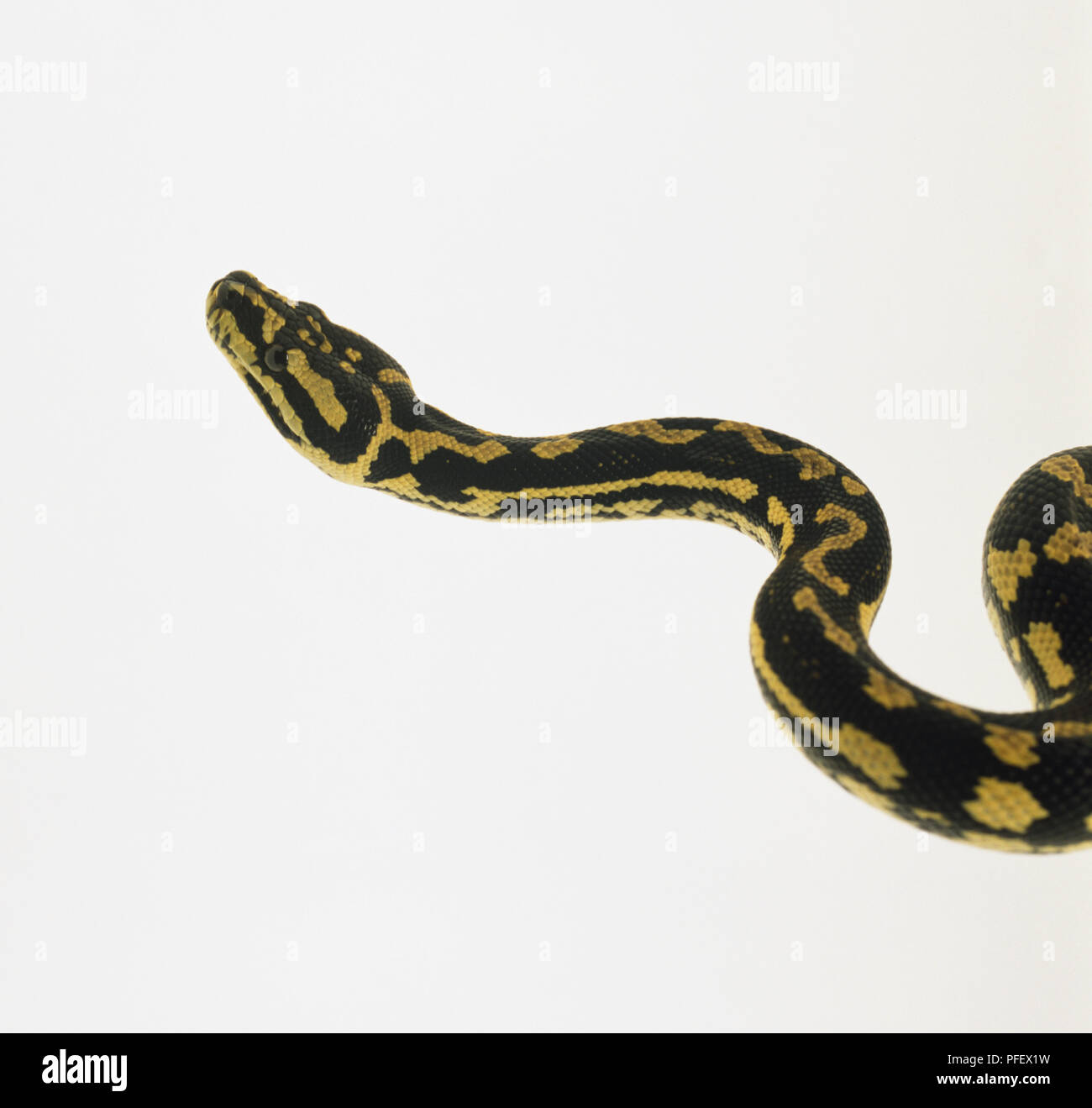 Leiter des Teppichpython (Morelia spilota), Seitenansicht Stockfoto