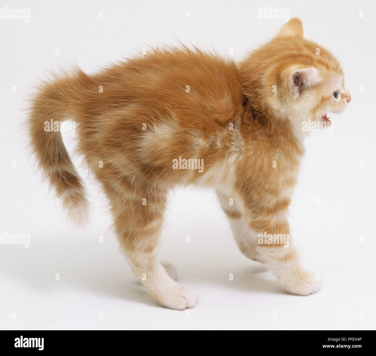 Ginger Tabby Kitten (Felis catus) stehen und wölbt den Rücken, Seitenansicht Stockfoto