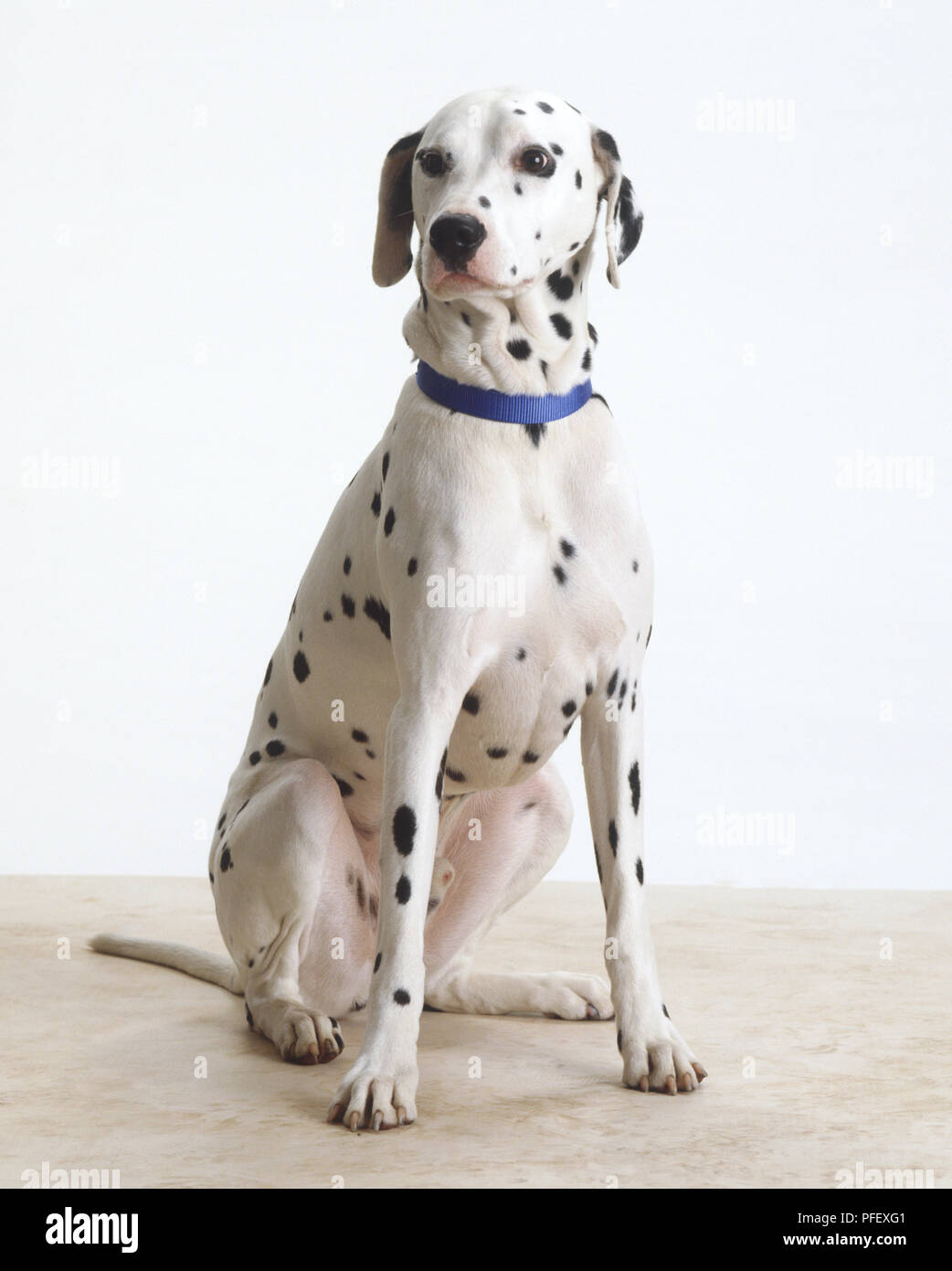 Sitzung Dalmatiens. Hund (Canis familiaris), Low Angle View Stockfoto