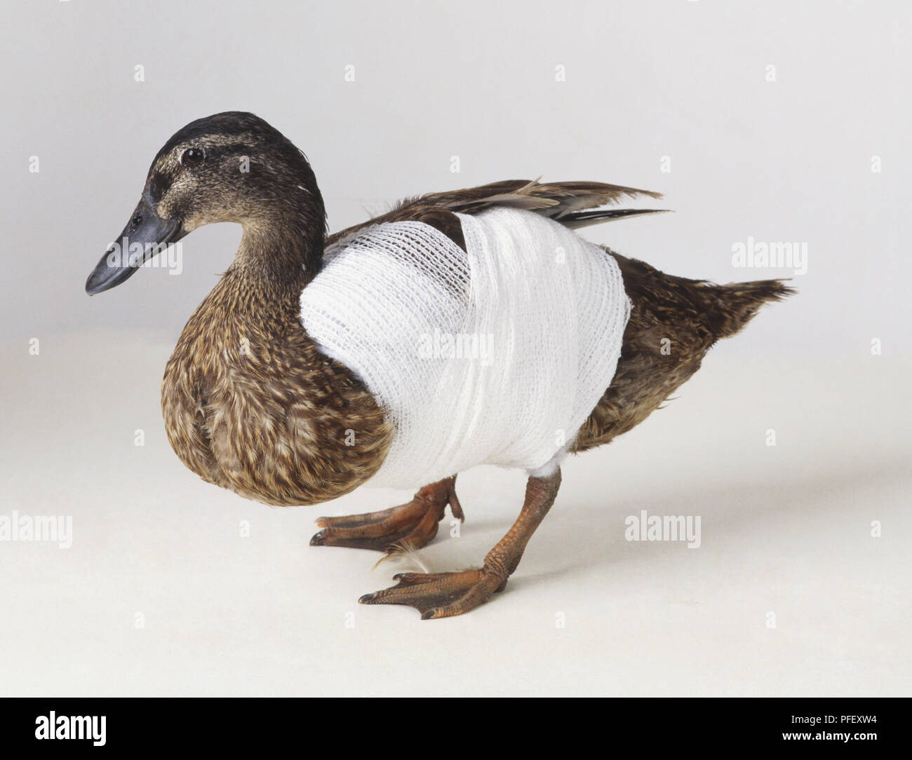 Eine weibliche Stockente (Anas platyrhynchos) mit einem Verband um seinen Flügel Stockfoto