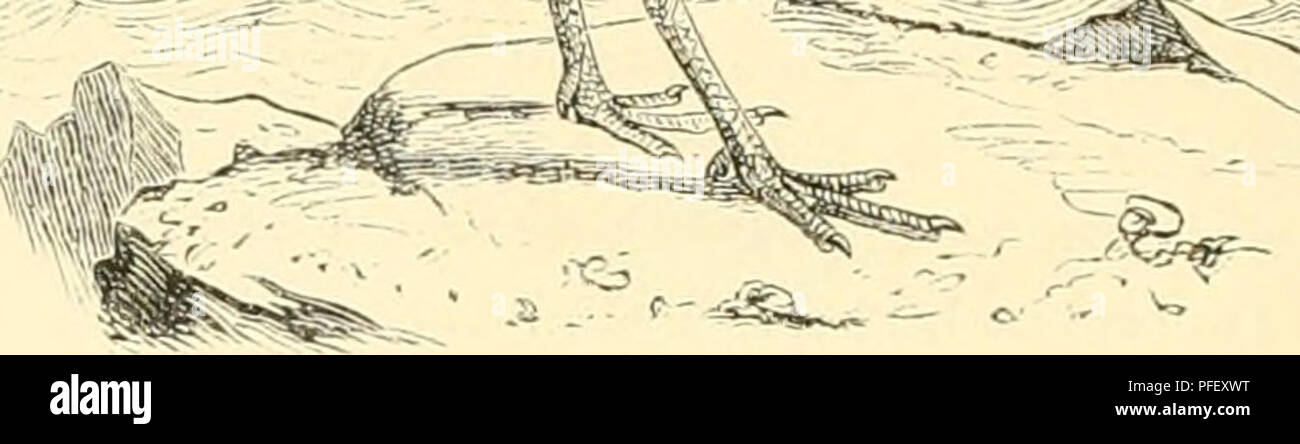 . De Dierentuin van het Koninklijk zoologisch Genootschap Natura Artis Magistra te Amsterdam. Zoos; Vögel. Als il&lt;'roiiip. (LÃ¼iir luirr van nuilfirn naakte sclieeneii. de (li) onlien de voetwortels van Voren met een reeks Schilden bedekt zijn. De gewone soort, Thinocornx rniiiiciroriifi, ist Dan strviiier Onze leeuwerik; liarc bovenderlrn zijn Ijiuin wiUuhtiu", in. d l.i iiiiir dvarsstir | Ich.'n: de buist vn Hals zijn witachli - aseliLiiaauw; de Linik wird in het ndddrn Witz, en de Kro | Ich bij het huinni' tji "van eene zwaite, hoefijzervormi. Ke vlek voorzien. Männer treft dezen Vogel in De Zuid (dliki' Stockfoto