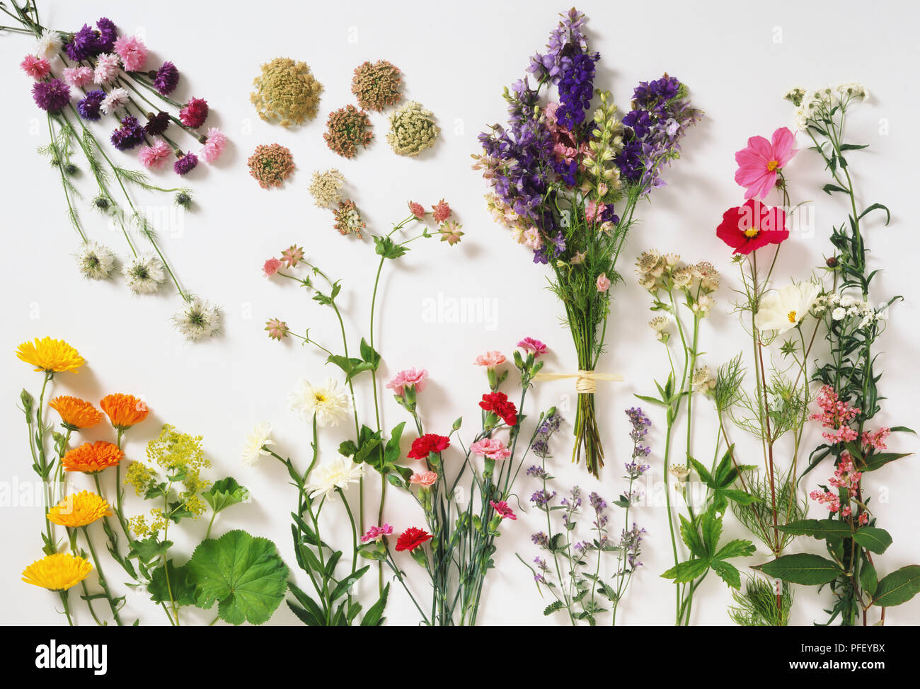 Garten Blumen, Centauria cyanus, Daucus carota, Nigella damascena, Calendula, Alchemilla Mollis, Chrysantheme, Astrantia, Konsolidierung Ambigua, Dianthus sp., Nepeta x faassenii, Cosmos Bipinnatus, Achillea ptarmica, Plygonum campanulatum Stockfoto