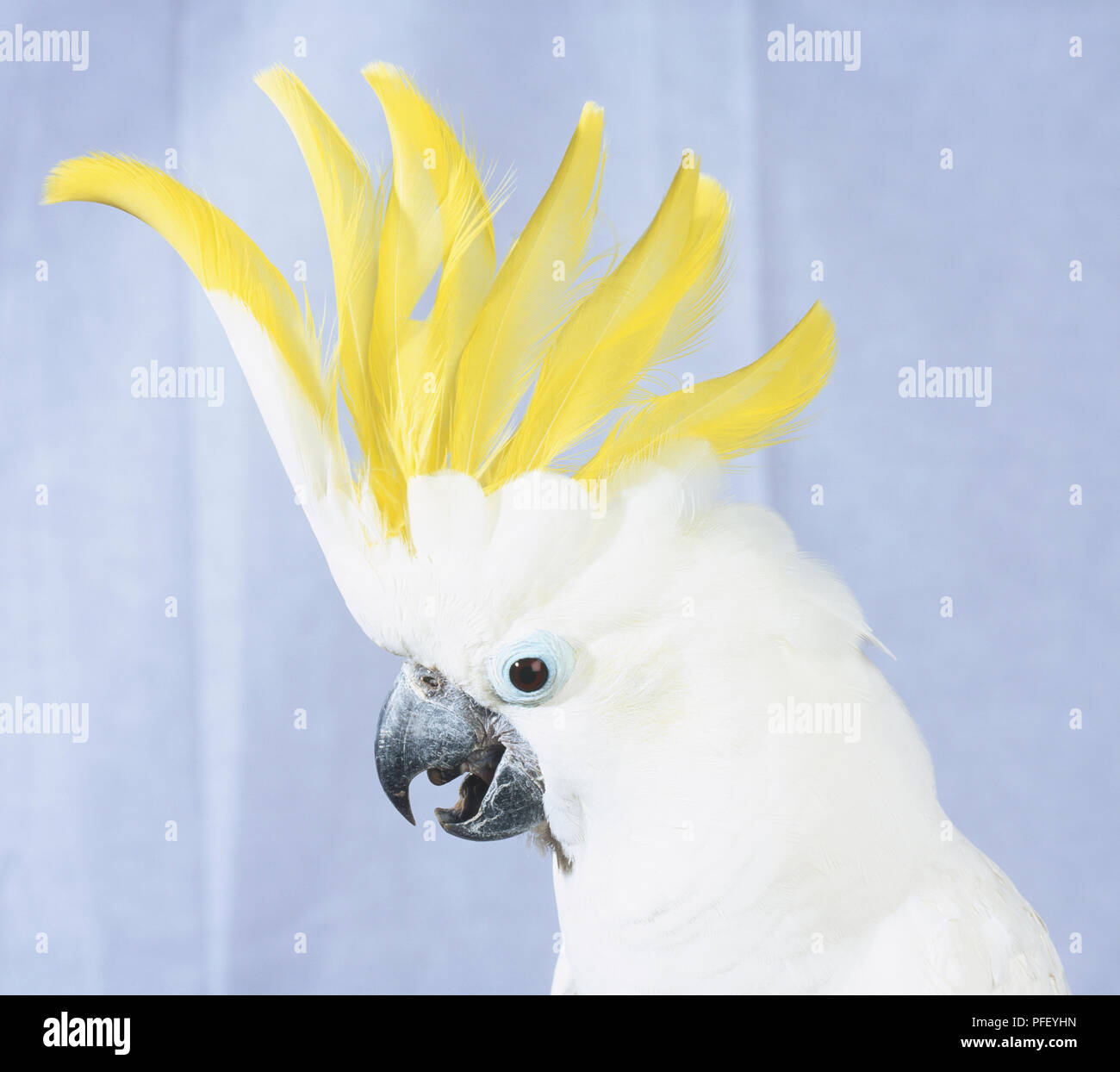Weniger Schwefel-Crested Cockatoo (Cacatua galerita), die die gelben Crest, Kopf im Profil Stockfoto