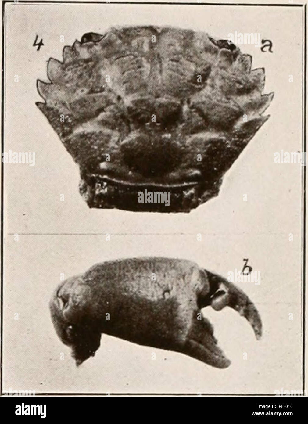 . Dekapoden crustaceen von Bermuda. Decapoda (Crustacea) - Bermuda Inseln. . Bitte beachten Sie, dass diese Bilder sind von der gescannten Seite Bilder, die digital für die Lesbarkeit verbessert haben mögen - Färbung und Aussehen dieser Abbildungen können nicht perfekt dem Original ähneln. extrahiert. Verrill, A.E. (Addison Emery), 1839-1926. New Haven, Anschl. Die Tuttle, Morehouse&amp; Taylor drücken Sie Stockfoto