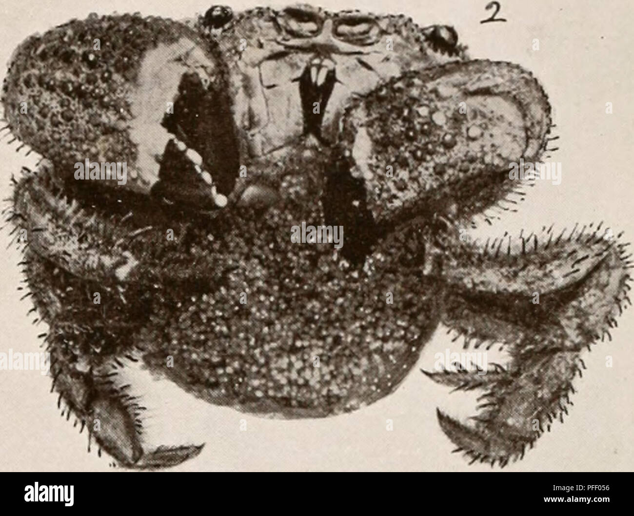 . Dekapoden crustaceen von Bermuda. Decapoda (Crustacea) - Bermuda Inseln. . Bitte beachten Sie, dass diese Bilder sind von der gescannten Seite Bilder, die digital für die Lesbarkeit verbessert haben mögen - Färbung und Aussehen dieser Abbildungen können nicht perfekt dem Original ähneln. extrahiert. Verrill, A.E. (Addison Emery), 1839-1926. New Haven, Anschl. Die Tuttle, Morehouse&amp; Taylor drücken Sie Stockfoto