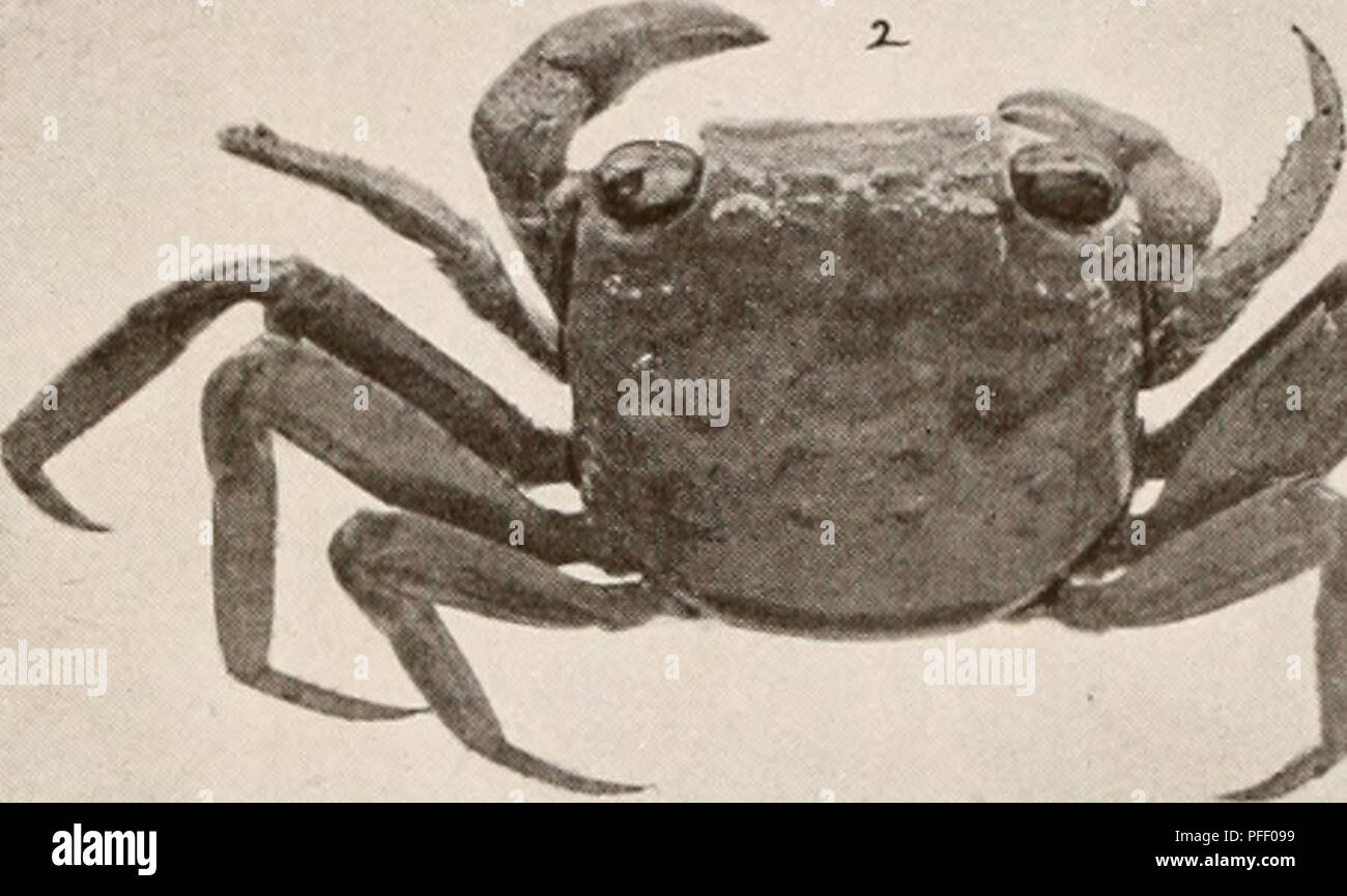 . Dekapoden crustaceen von Bermuda. Decapoda (Crustacea) Bermuda