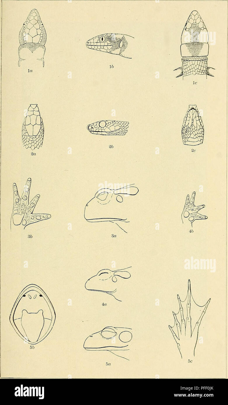 . Das Death Valley Expedition. Eine biologische Untersuchung der Teile von Kalifornien, Nevada, Arizona und Utah. Zoologie; Botanik; Natural History. Nordamerikanische Fauna, Nr. 7 Platte III. 1. Xantusia vigilis. 2. Salvadora hexalepis. 3. Bufo halophihts. 4. Bufo boreas nelsoni, subspezies. nov. 5. Rana fisheri, sp. nov.. Bitte beachten Sie, dass diese Bilder sind von der gescannten Seite Bilder, die digital für die Lesbarkeit verbessert haben mögen - Färbung und Aussehen dieser Abbildungen können nicht perfekt dem Original ähneln. extrahiert. Fisher, A.K. (Albert Kenrick), 1856-1948; Stejneger, Leonhard, 1851-1943; Stockfoto