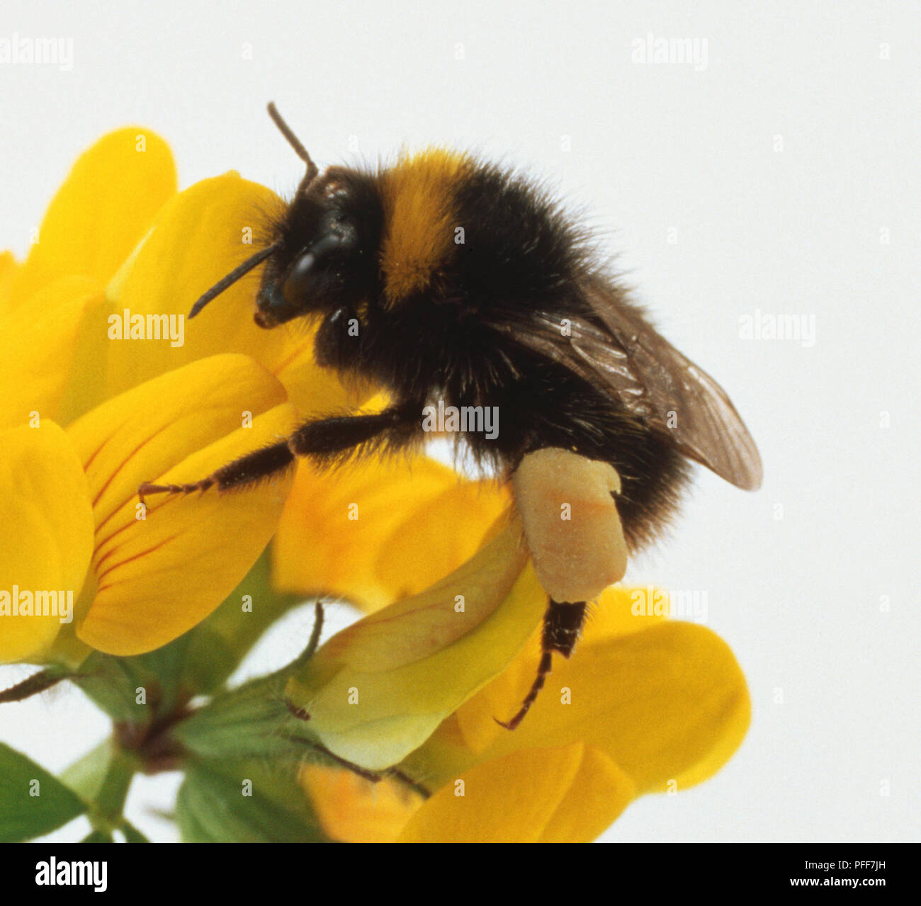 Bombus terrestris, Hummel, schwarzen und gelben Streifen, Pollen Taschen an den Beinen mit Pollen gefüllt, Haken auf Füße greifen Blütenblätter, Flügel gefaltet. Stockfoto