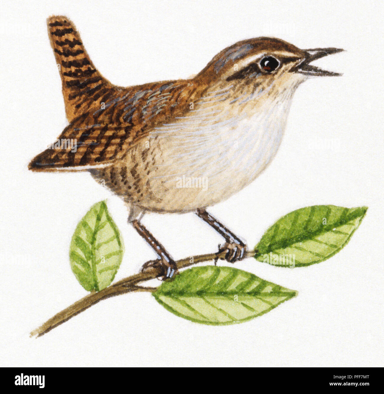 Wren, Troglodytes troglodytes Singen auf Zweig oder Ast. Stockfoto