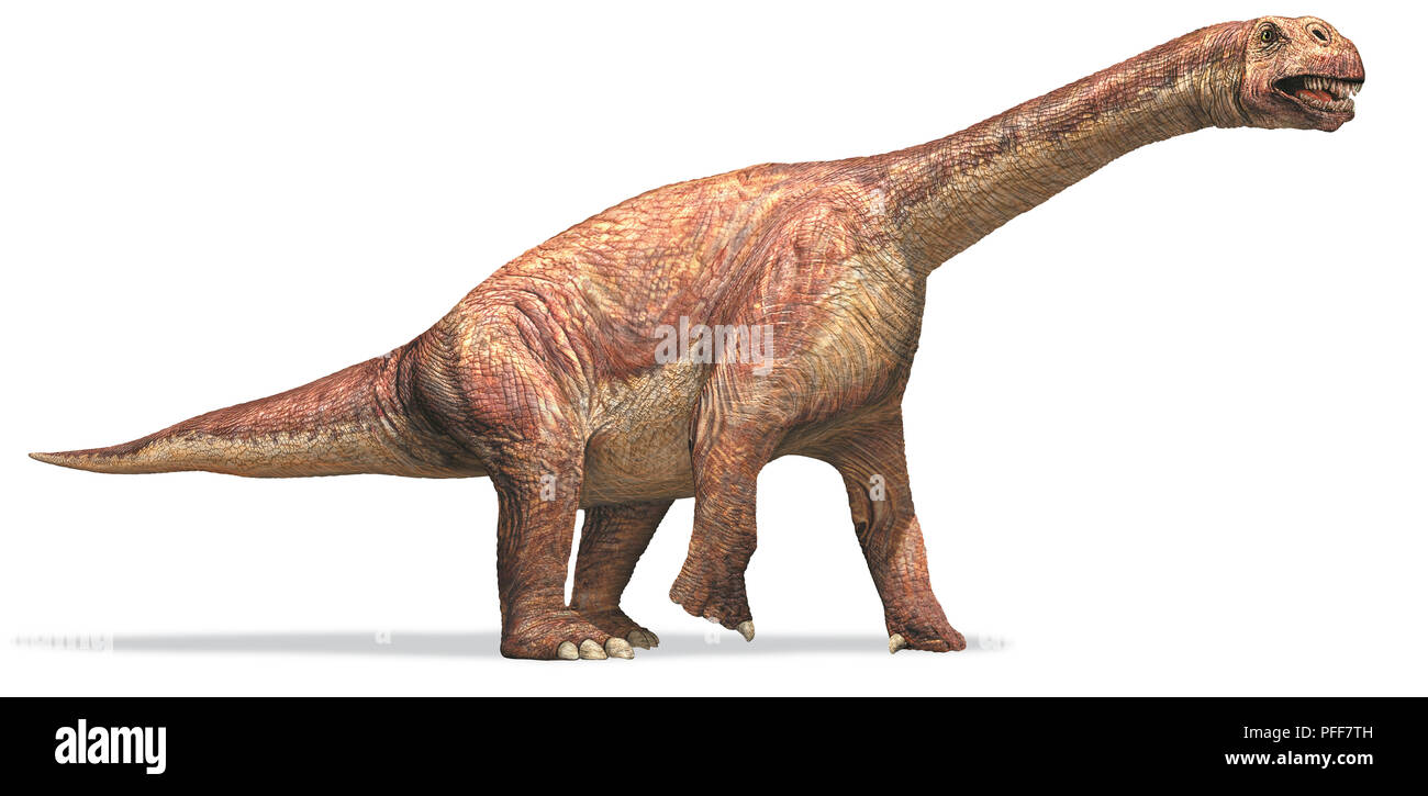Camarasaurus, "gekammerte Echse', Seitenansicht. Stockfoto