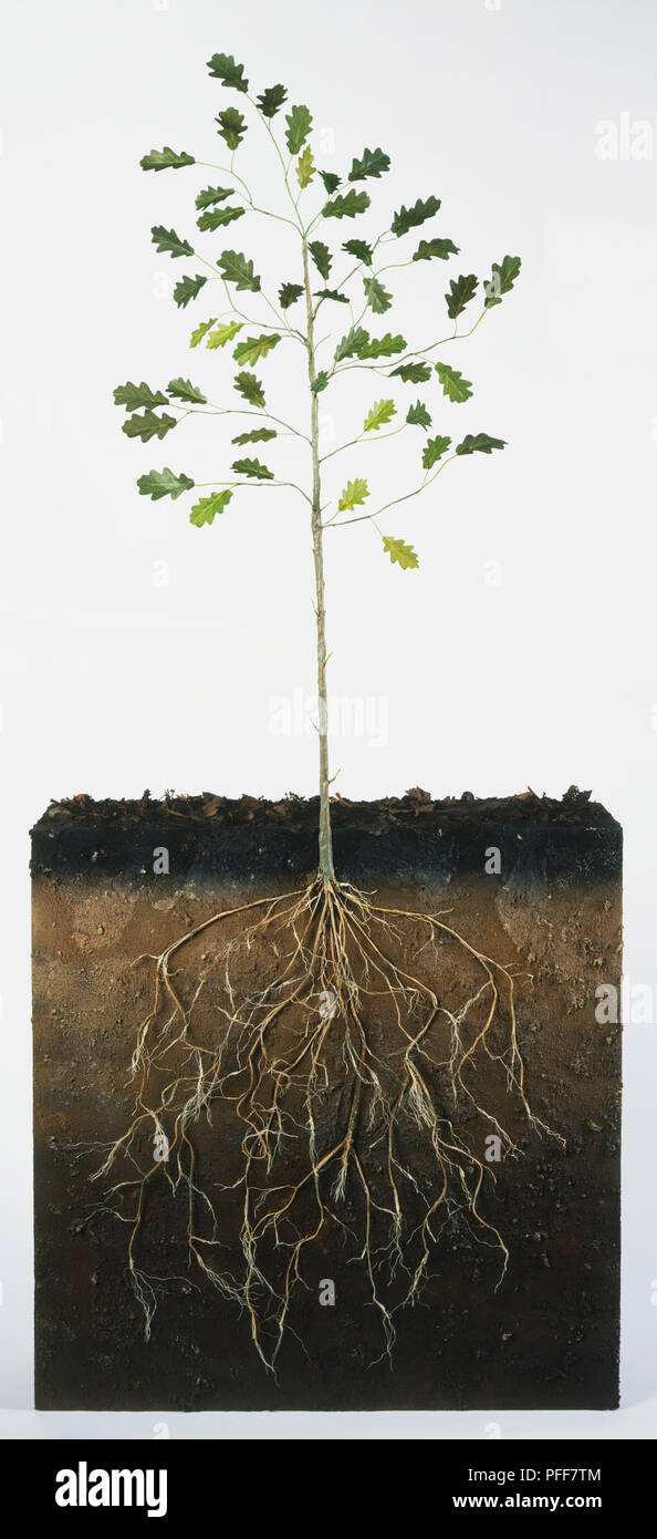 Quercus sp., eine vier Jahre alte Eiche sapling, Querschnitt zeigen root System Stockfoto