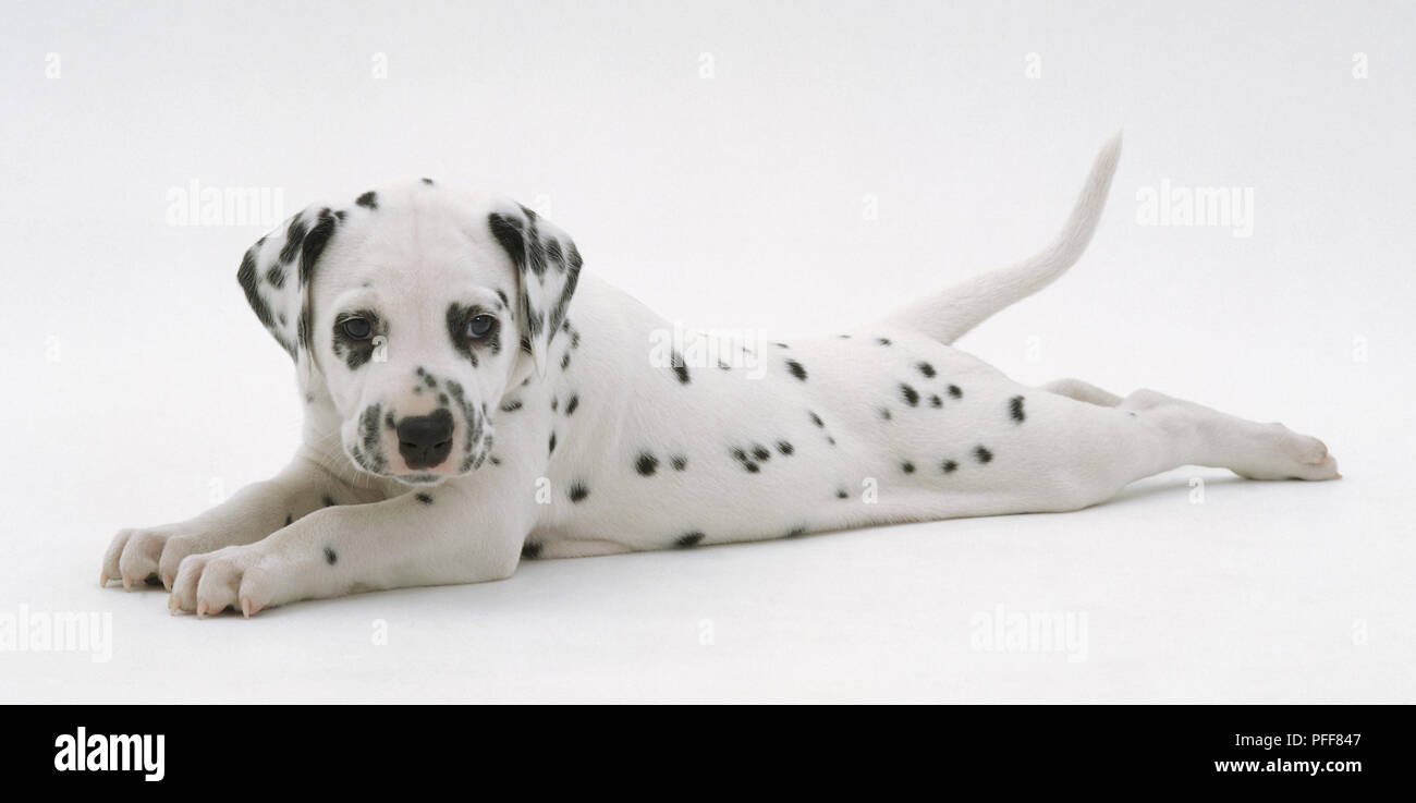Dalmatiner Hund, liegend auf dem Boden, die Hinterbeine und Vorderbeine gestreckt. Stockfoto