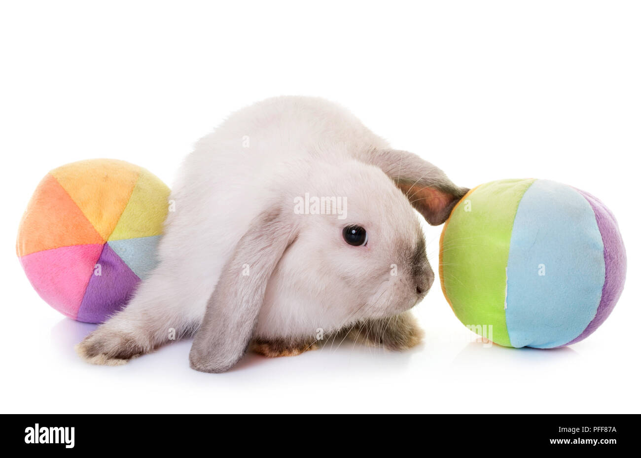 Mini Lop vor weißem Hintergrund Stockfoto