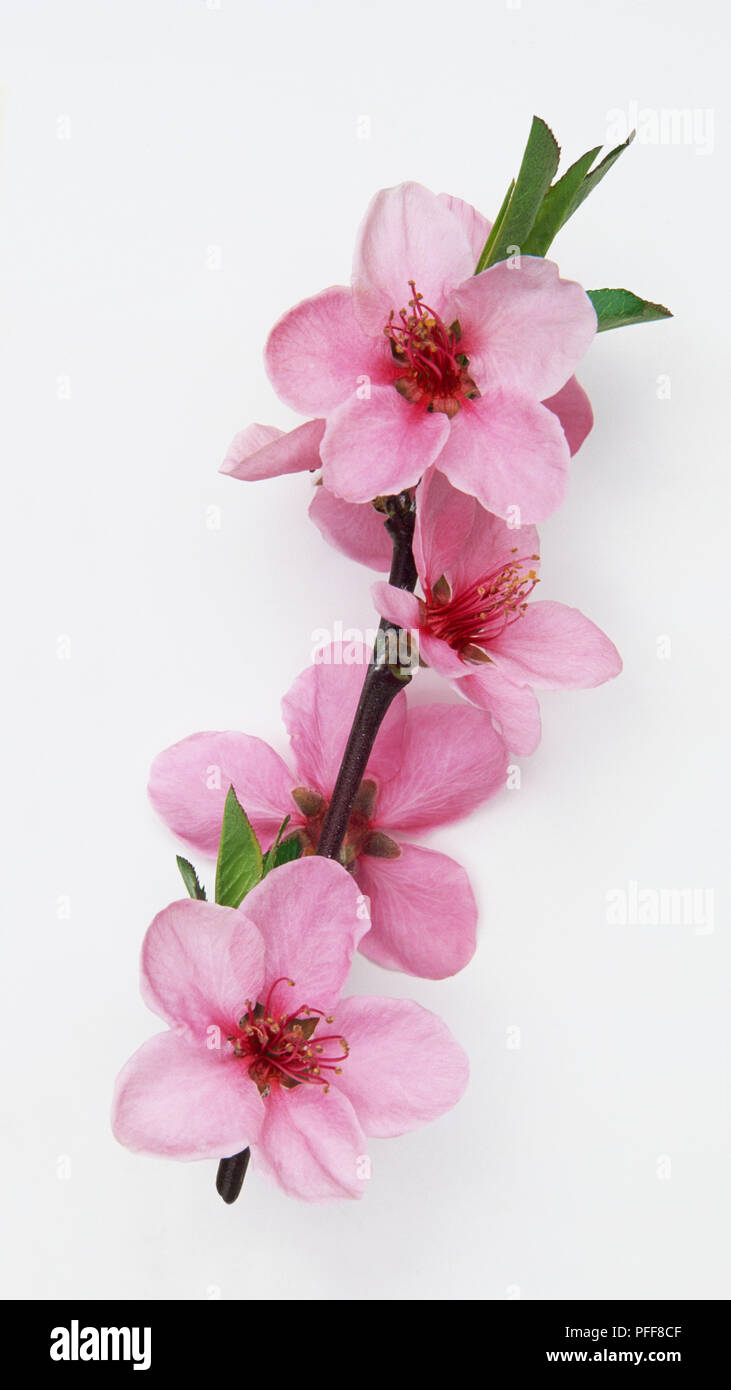 Prunus persica 'Peregrine', pink Peach Blumen, in der Nähe Stockfoto
