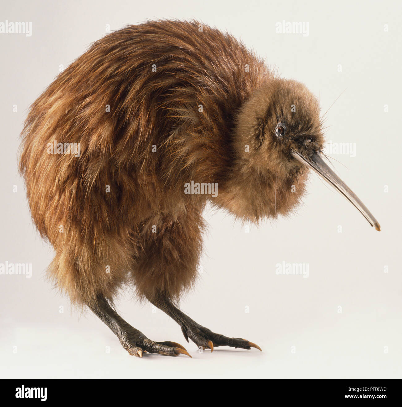 Kiwi Vogel gebuckelt Stockfoto