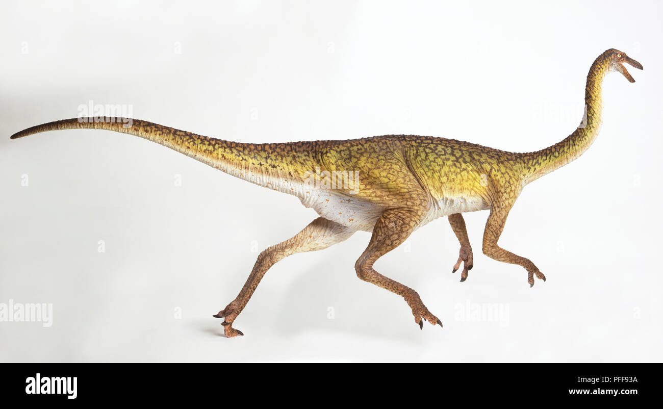 Gallimimus, Seitenansicht Stockfoto