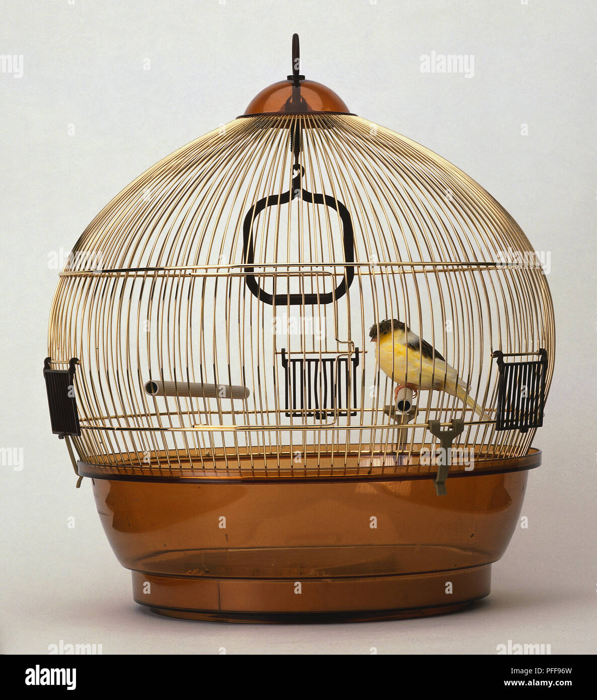Ein Vogelkäfig mit einem kanarienvogel. Stockfoto