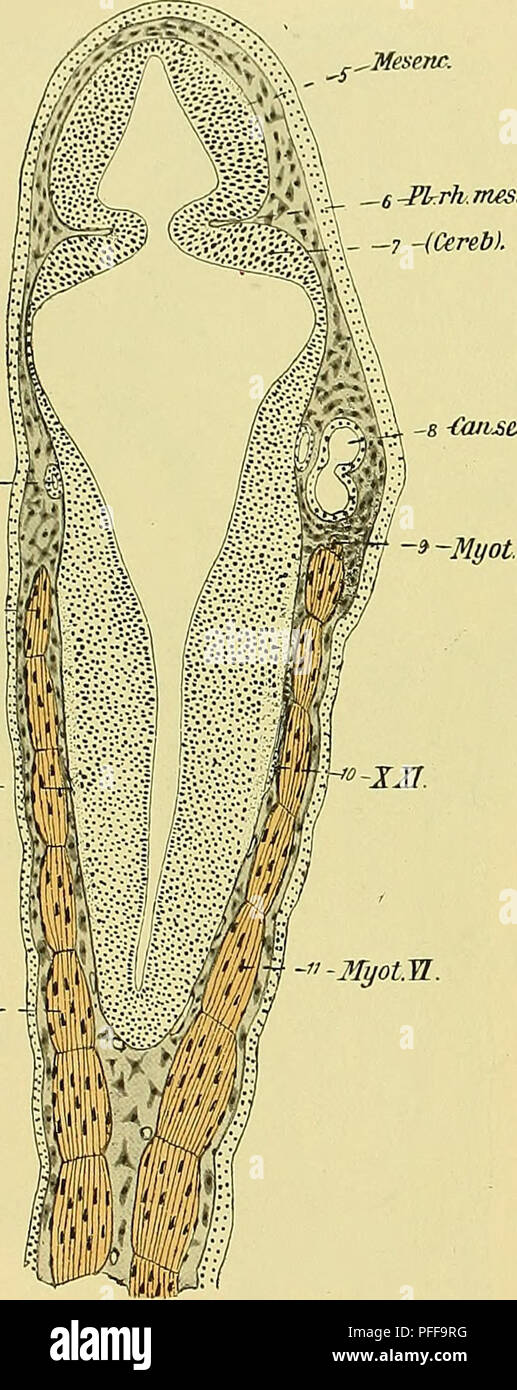 Diese wissenschaftliche Arbeit der medizinisch-naturwissenschaftlichen Gesellschaft Jena erforscht die Entwicklung des Kopf- und Kreislaufsystems bei *Ceratodus forsteri*, einer Art prähistorischer Fische. Es bietet detaillierte Beobachtungen zum Zellwachstum und zur embryonalen Entwicklung wichtiger anatomischer Strukturen und gibt Einblicke in die Evolution von Wirbeltieren. Stockfoto