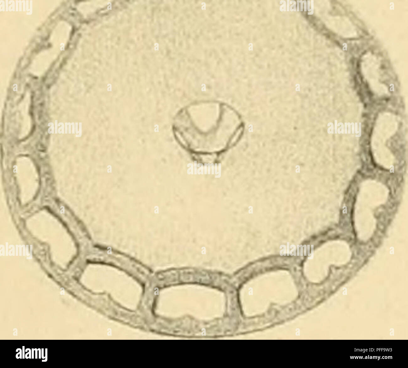 . Denkschriften der Kaiserlichen Akademie, Christian, Mathematisch-Naturwissenschaftliche Classe. E.Y. Marenzeller: Echinodermen des Mittelmeeres. Gr. W .4^^ ST //-^ LvC HA SB. Bitte beachten Sie, dass diese Bilder sind von der gescannten Seite Bilder, die digital für die Lesbarkeit verbessert haben mögen - Färbung und Aussehen dieser Abbildungen können nicht perfekt dem Original ähneln. extrahiert. Kaiserl. Akademie, Christian in Wien. Mathematisch-Naturwissenschaftliche Klasse. Wien: Aus der Kaiserlich-K © Niglichen Hof- und Staatsdruckerei Stockfoto