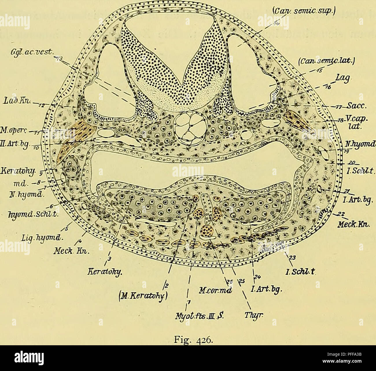 . Denkschriften der Medicinisch-Naturwissenschaftlichen Gesellschaft zu Jena. n 6 o Entwicklungsgeschichte des Kopfes und des Blutgefässsystems von Ceratodus forsten. 500 SSgl. nc. Weste. [CcmseifUfilat.) Vena capitis lateralis (18), unter welcher im Schnitte der zweite arterienbogen in der Aortenwurzel rein transversal einmündet (10). Der Labyrinthknorpel (12) verbreitert sich in seinem hinteren Abschnitte etwas medialwärts. In der Lücke zwischen ihm und den Parachordalia tritt ein selbständiger kleiner Knorpelherd auf, welcher alsbald mit den Nachbarn confluiren wird. Der Boden der Labyrinthblase Stockfoto
