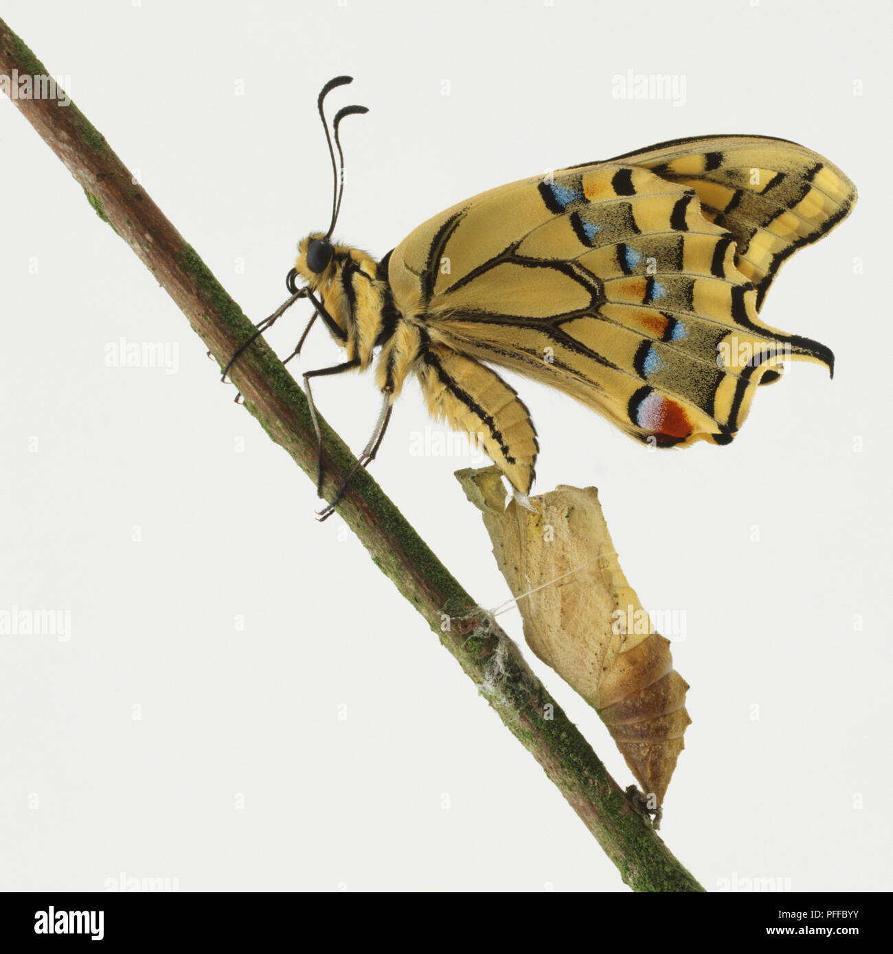 Profil von Schwalbenschwanz Schmetterling, Pieris Rapae, auf Zweig mit Flügel heraus. Stockfoto
