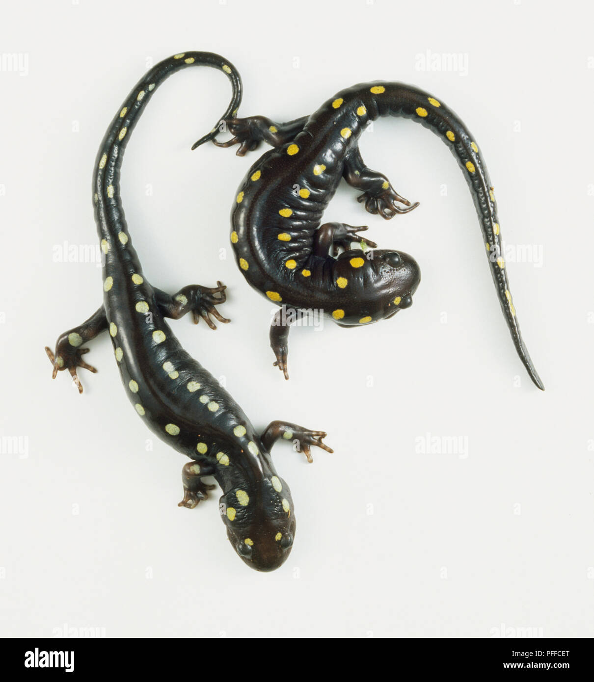 Salamander anatomie Stockfotos und -bilder Kaufen - Alamy