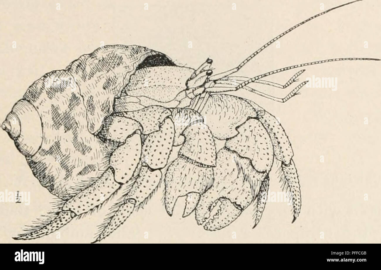 . Dekapoden crustaceen von Bermuda. Decapoda (Crustacea) - Bermuda Inseln. Abbildung 55. - Land Hermit Crab in der Shell von Lii-ona Pica, ungefähr % Nat. Größe. Von lebende Probestück von A. H. V. Das Angebot ist von der Florida Keys nach Brasilien. Key West, Santa Cruz, Dominica I. (Yale Mus.). Andros I. und Nassau (Rankin). Auf fast allen West Indien Inseln gefunden. •/Ein fossil Bermuda Muster, in eine Hülle aus Livona Pica, ist in der Yale Mus. (Coll. Jones). Familie PAGUIIID 2 E. Einsiedlerkrebse. Sulcatus Calcinus (M.-Echv.). Sfcimp. Roter Einsiedlerkrebs. Pi-Kjnrns sulcatus M.-Edw., Ann. Sci. Nat., ser. 2, VI, S. 279, 1836; Hist. Nat. Stockfoto