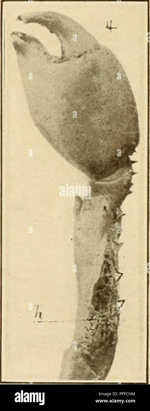 . Dekapoden Crustaceen von Bermuda. Ihre Verteilung, Variationen, und Gewohnheiten. Decapoda (Crustacea). . Bitte beachten Sie, dass diese Bilder sind von der gescannten Seite Bilder, die digital für die Lesbarkeit verbessert haben mögen - Färbung und Aussehen dieser Abbildungen können nicht perfekt dem Original ähneln. extrahiert. Verrill, A.E. (Addison Emery), 1839-1926. New Haven: Yale University Stockfoto