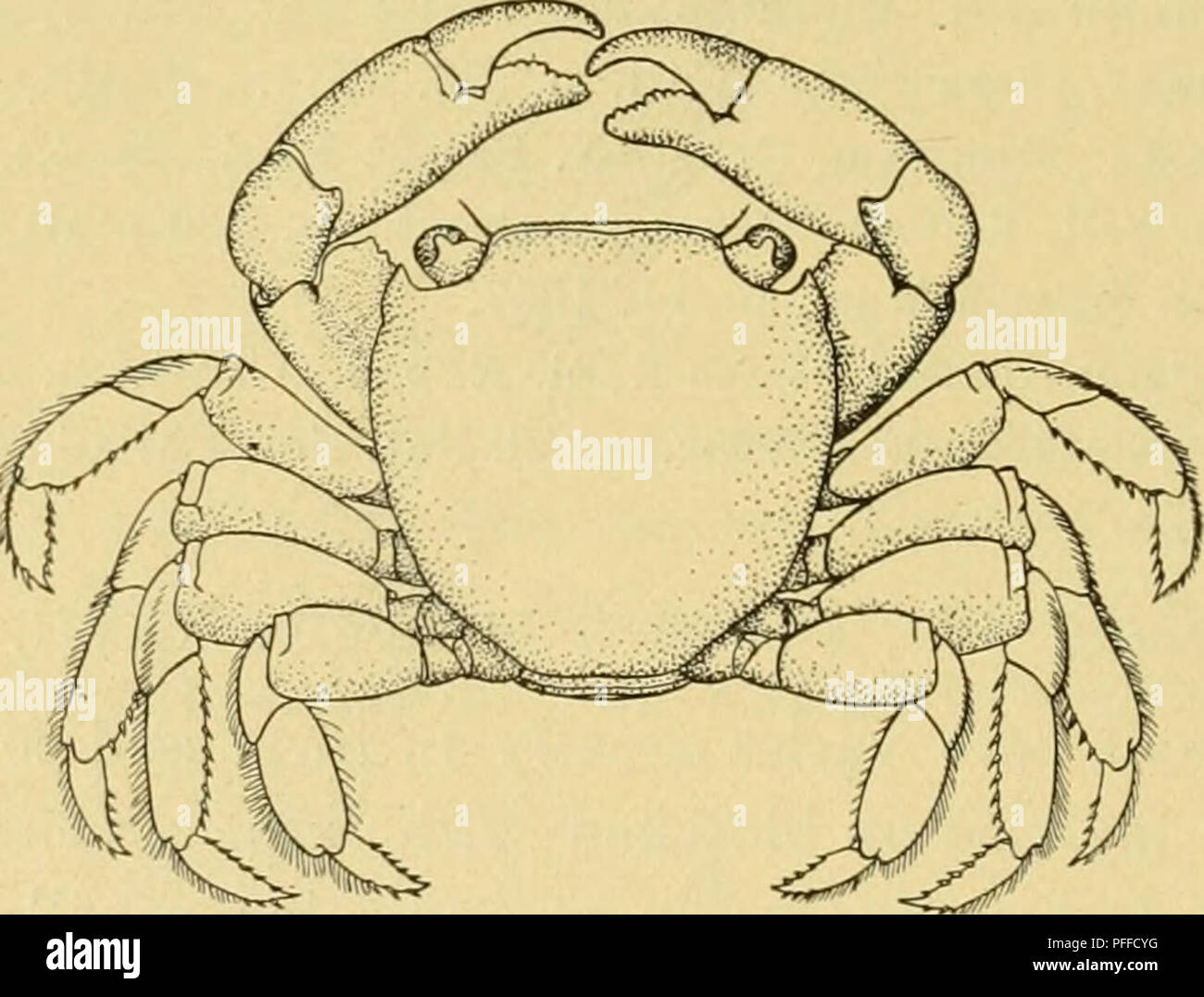 . Dekapoden Crustaceen von Bermuda. Ihre Verteilung, Variationen, und Gewohnheiten. Decapoda (Crustacea). 326 A.E. Verrill - dekapoden Crustaceen von Bermuda. Die letzten zwei sind von der Region des Golfstroms. Einige der Exemplare im April 1901 genommen wurde, sind die Eier - einige von denen, die durch die Bermuda Biologische Station im Juni und Juli 3% 1903 gesammelt, auch Eier. Überall dort, wo frische Massen von Sargassuiu sind bis Werfen durch die Wellen diese Krabbe können fast immer unter ihnen gefunden werden, oft in erheblichem Umfang. Es ist in der Regel damit verbundenen Wilh kleine Exemplare von portunus kSayi und zwei Arten von Garnelen Stockfoto