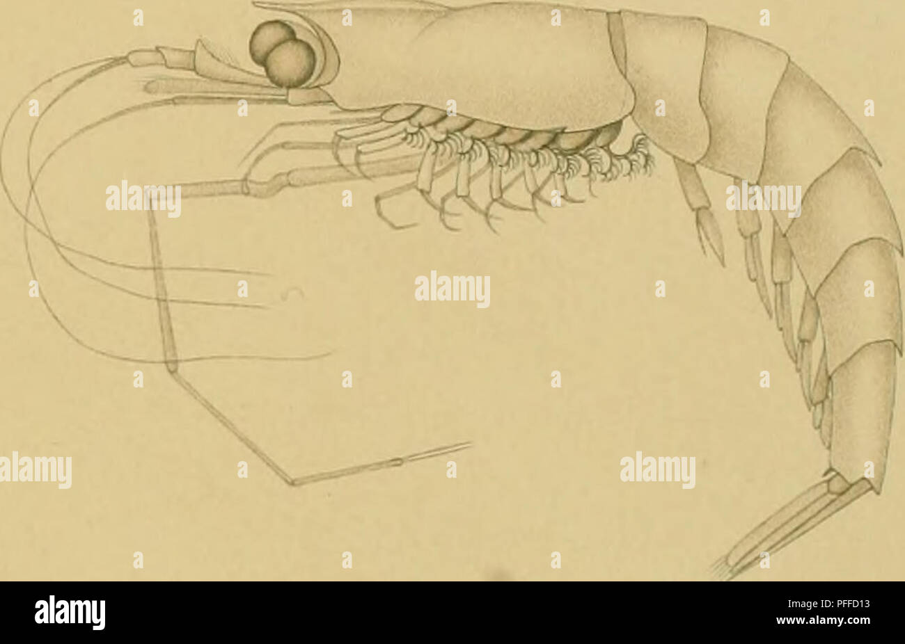 Diese Arbeit konzentriert sich auf die Decapoden und Schizopoden und beschreibt deren Klassifizierung, Merkmale und Anatomie. Die Studie enthält spezifische Details zu verschiedenen Arten innerhalb der Malacostraca-Klasse, einer Gruppe von Krebstieren, die für ihre vielfältigen Lebensräume und ökologischen Rollen bekannt sind. Stockfoto