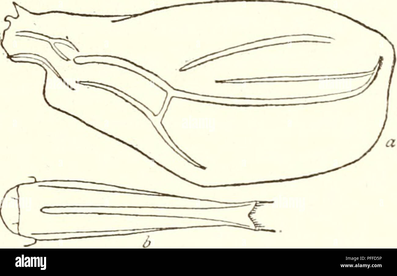 . Dekapode Schalentiere der nordwestlichen Küste von Nordamerika ... Crustacea -- Nordamerika. Decapoden das telson ist länger als die sechste Segment, und am hinteren Ende ist eingekerbt mit einem sehr flachen V-förmig Sinus, so flach, dass die Extremität kann kaum als "abgespalten werden.' Dimensionen.- Länge der weiblichen 8 Ich mm., des Panzers t^^. t, mm. Distributio 7 Ich.-Santa Barbara Chan- nel, Kalifornien, 265 bis 322 Klafter {Albatross Stationen 2903, 2904, 2960, s. ^. 4. Pasiph^a emarginata. 5. Station 3200 und 3201). Golf von Kalifornien,^ dsontx^^''^^^°^&lt;: ein^^ Pace (x ij). b) aus Naples Bay, Senken Stockfoto