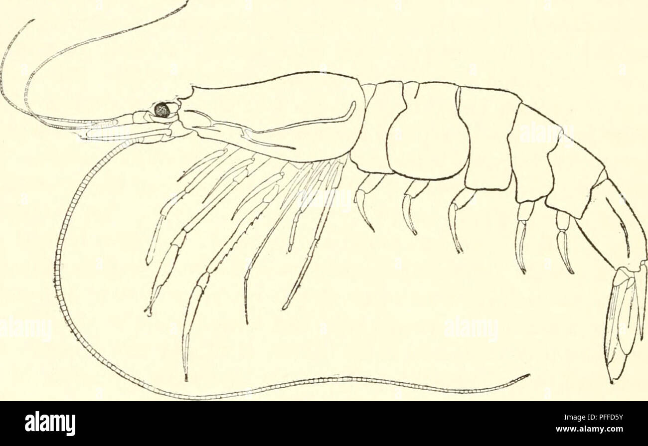 . Dekapode Schalentiere der nordwestlichen Küste von Nordamerika ... Crustacea -- Nordamerika. 20 RATHBUN am Bauch, und erreicht bis zum Ende des inneren uropod; es ist weitgehend kanalisiert, Extremitäten abschneiden oder leicht konvex, und bewaffnet mit über 13 schlanke Borsten. Braune Augen in Alkohol. In den ersten paar Beine der Palm ist etwa ein Drittel mehr als die Finger; in das zweite Paar der rechten merus hat 14 Stacheln, die Linke 13. PASIPH^ EIN PACIFICA Rathbun. PasiphcEa pacifica Rathbun, Proc. Us-Nat. Mus., XXIV, 905, 1902. Der Panzer ist etwas weniger als die Hälfte der Länge des Abdomen, Stockfoto