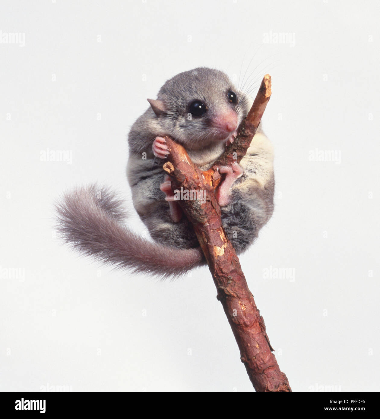 Afrikanischer Siebenschläfer (Graphiurus sp.) clining zum oberen Ende einer Zweigniederlassung Stockfoto