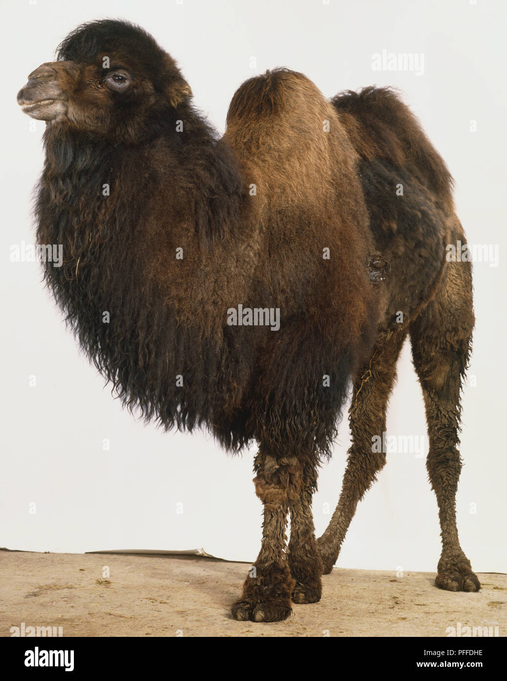 Camels hoof Fotos und Bildmaterial in hoher Auflösung Alamy