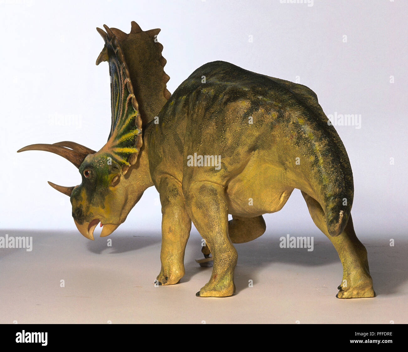 Modell der Pentaceratops Dinosaurier, 3/4 Winkel, Weg zeigt. Stockfoto