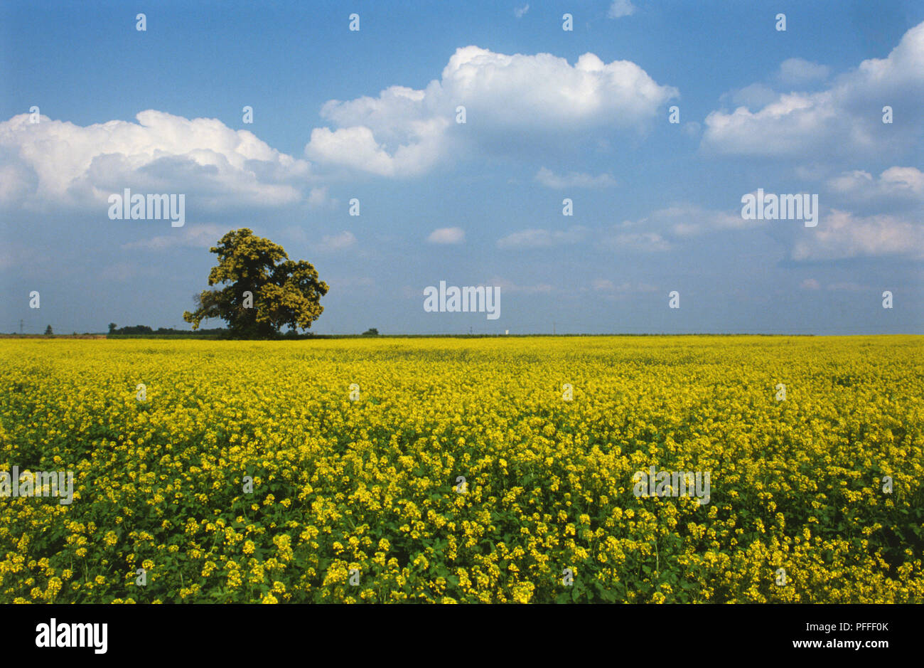 Frankreich, Loiretal, Touraine, Vouvray, Single Tree unter einem Feld von Sonnenblumen. Stockfoto