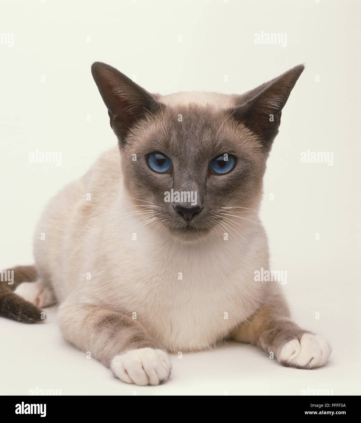 Ein Blue-point Snowshoe Siamesische Katze (Felis catus), liegend, Vorderansicht Stockfoto