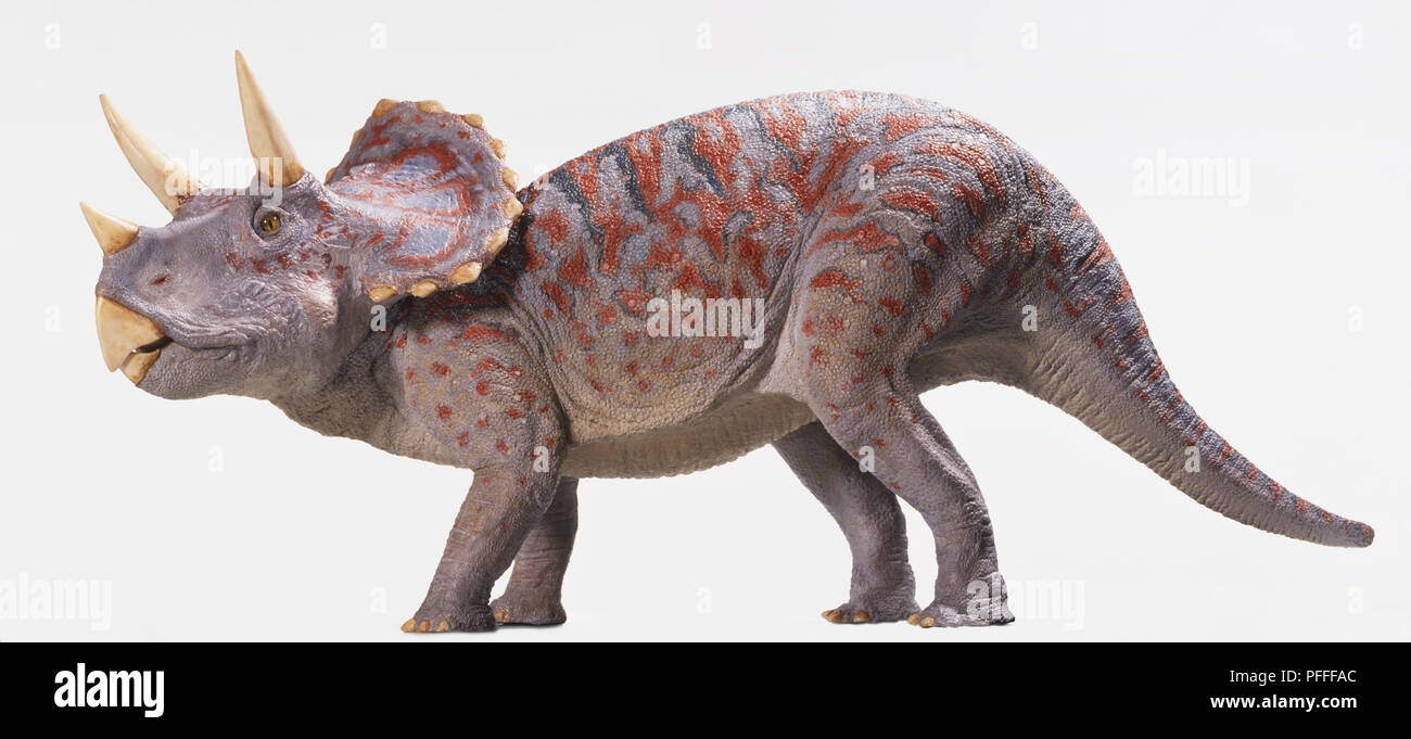 Seite auf Ansicht Modell eines Triceratops. Stockfoto