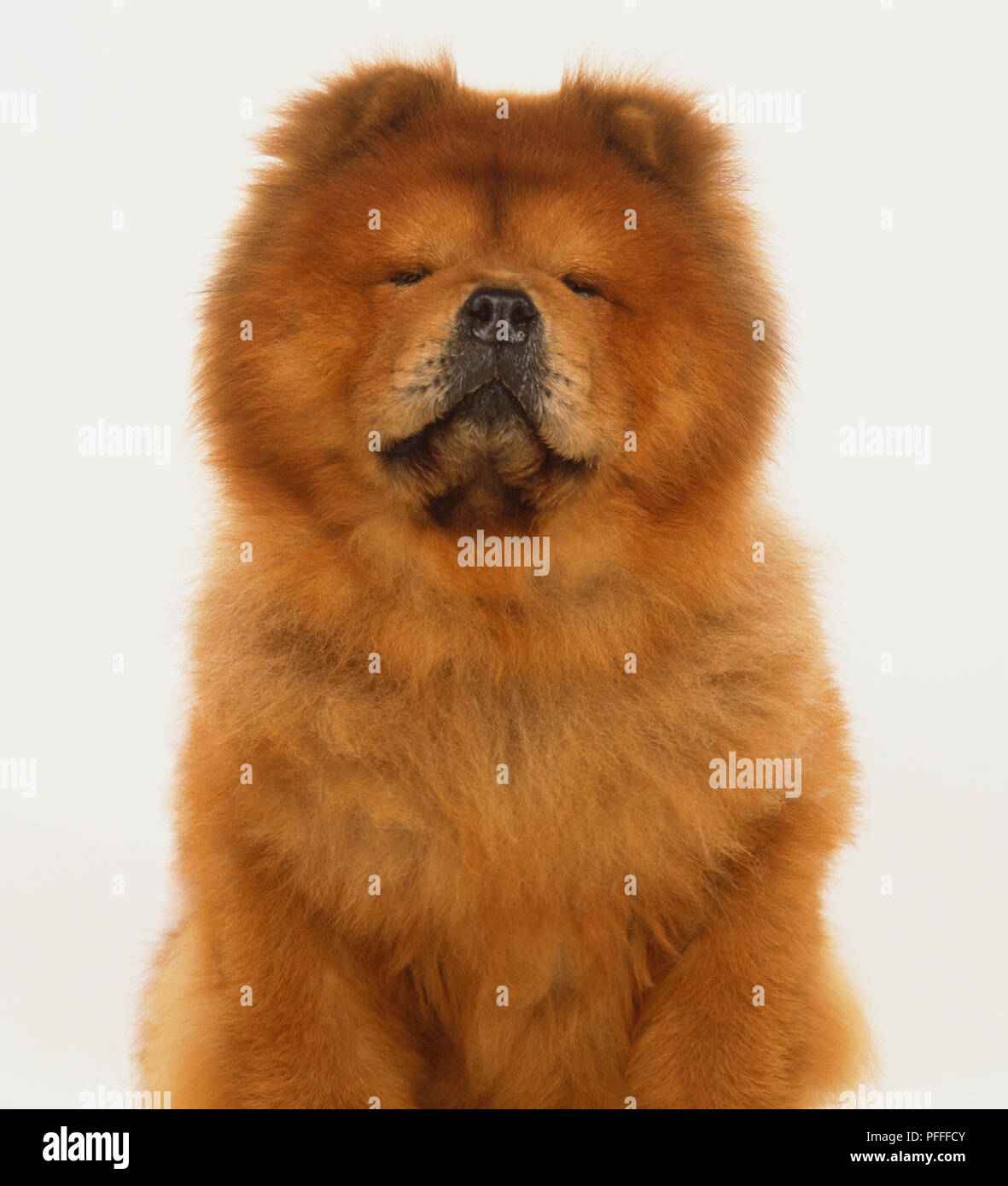 Chow Chow (Canis familiaris), Portrait. Stockfoto