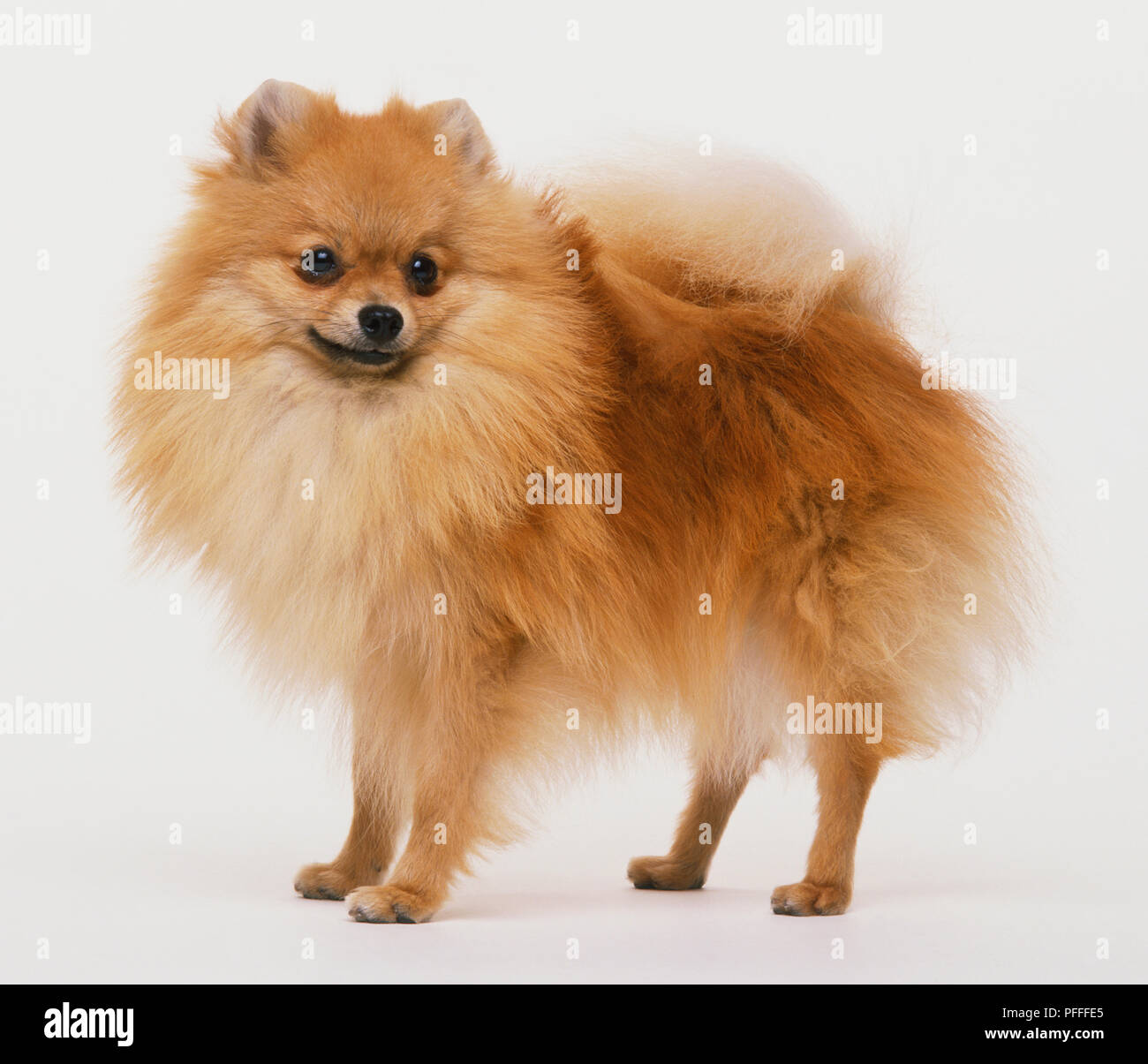 Pomeranian Hund (Canis familiaris) stehend, fahren Sie in Richtung Kamera, Seitenansicht. Stockfoto