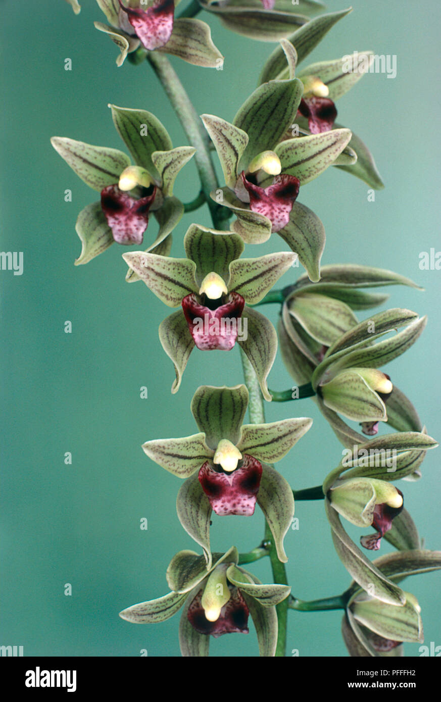 Blumen von Cymbidium devonianum (Devon cymbidium Stockfotografie Alamy