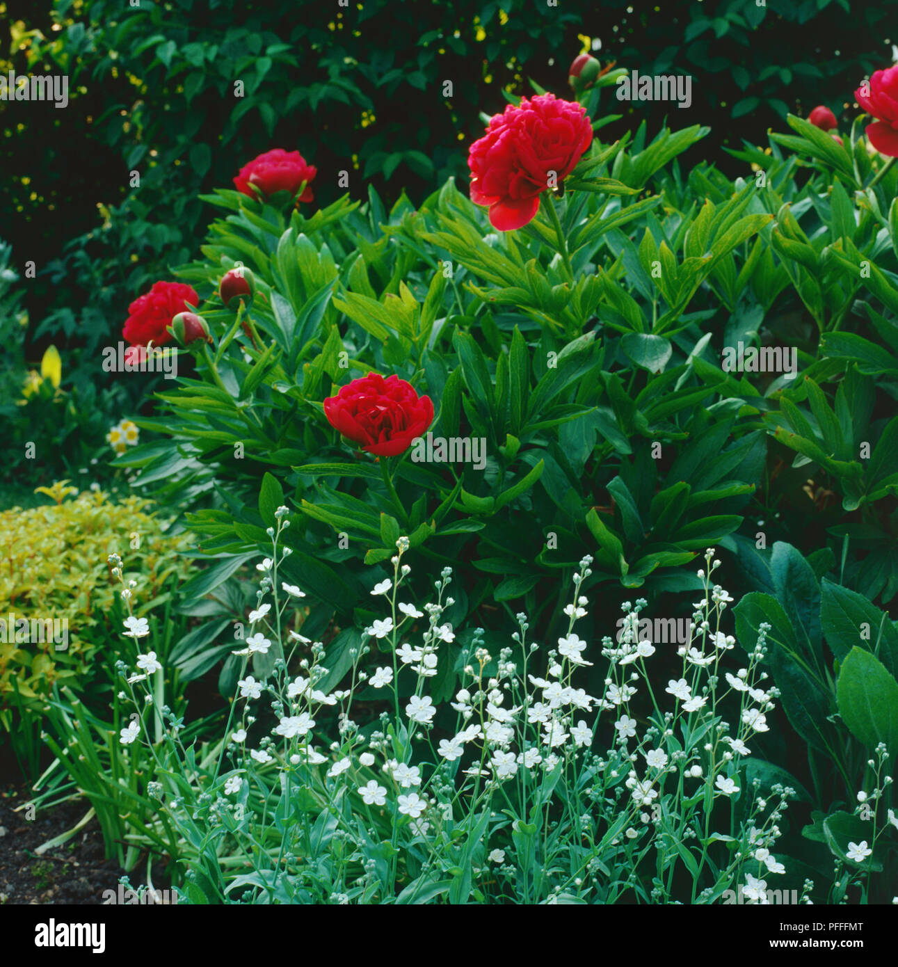 Red double Pfingstrose Blüten bilden eine lebendige Farbtupfer unter weißen Blumen und Grün in einem Bauerngarten. Stockfoto