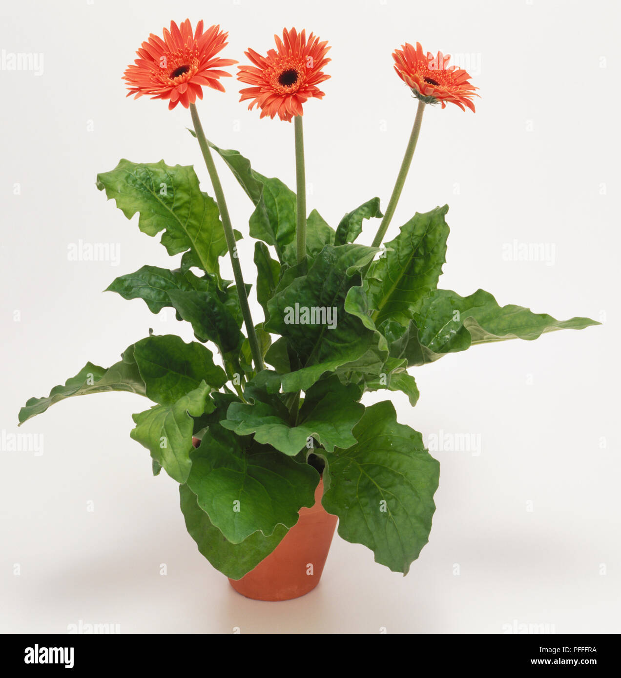 Die Gerbera 'Freya' (Gerbera, Transvaal Daisy) Stockfoto