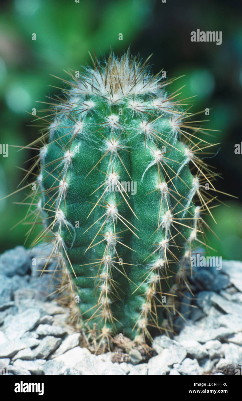 Pilosocereus Palmeri, Kaktus mit Stacheln, die sich aus kleinen Areolen  Stockfotografie - Alamy