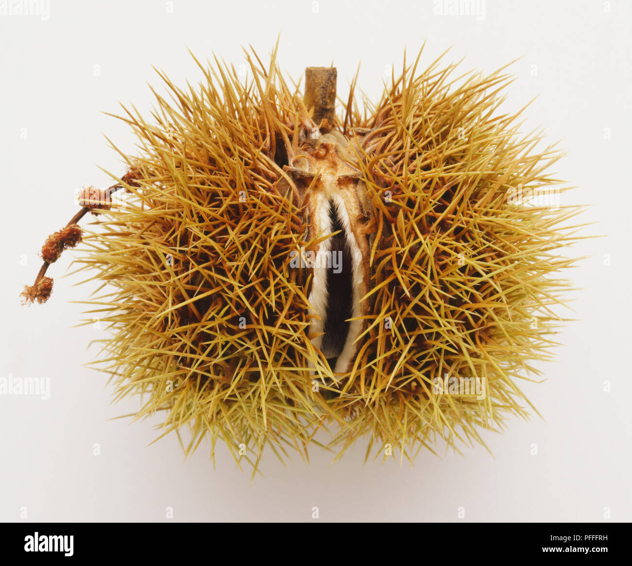 Castanea sativa, Sweet Chestnut Cupule. Stockfoto