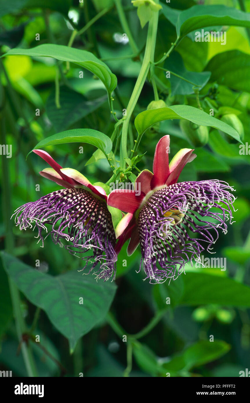 Blumen von Passiflora quadrangularis, riesige Granadilla, Anzeigen rosa Blütenblätter und lila Center Stockfoto