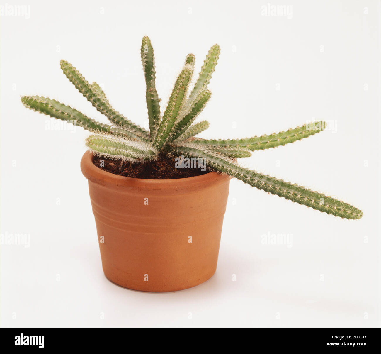 Selenicerus grandiflorus, Königin der Nacht, in terrakotta Übertopf, gerippte Stengel, stacheligen Kakteen. Stockfoto