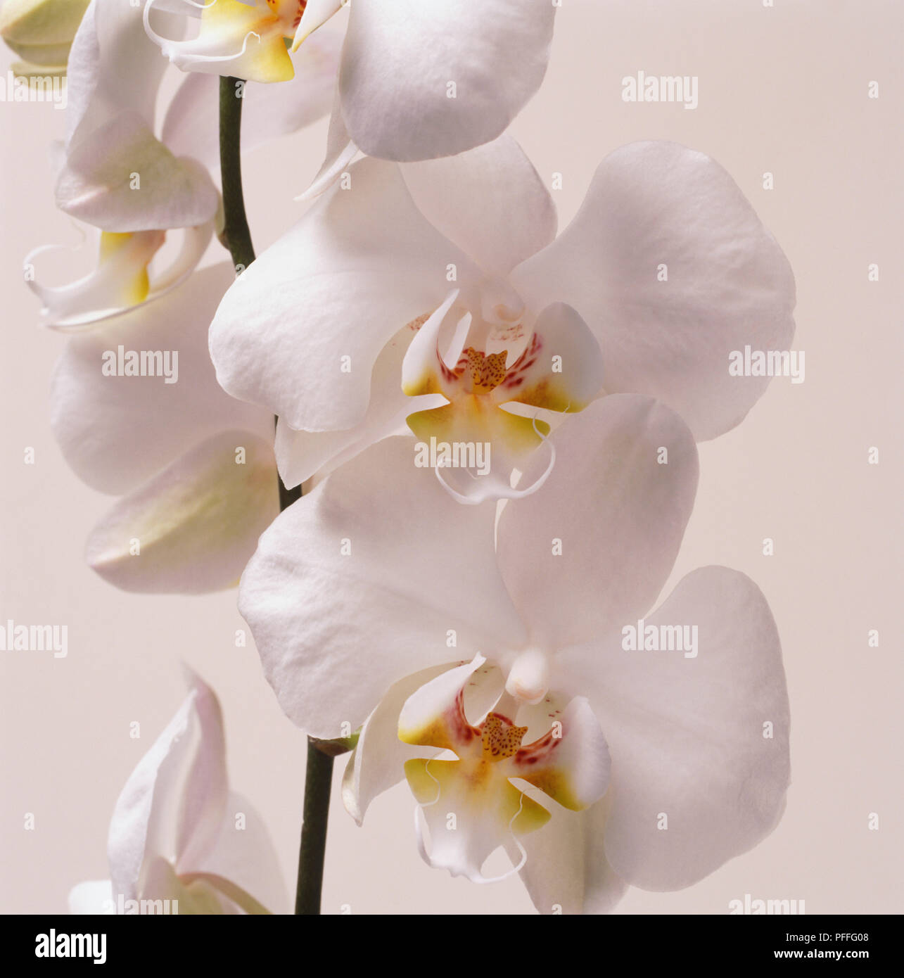 Phalaenopsis Hybriden (Orchidee), in der Nähe von weißen Blumen. Stockfoto