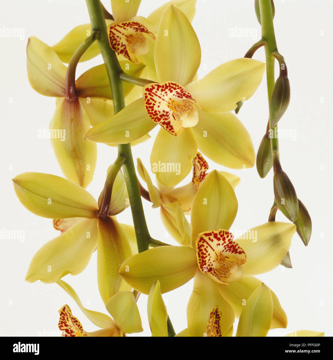 Blass gelbe Blume von Cymbidium Orchidee, Nahaufnahme, getupft lila Center. Stockfoto